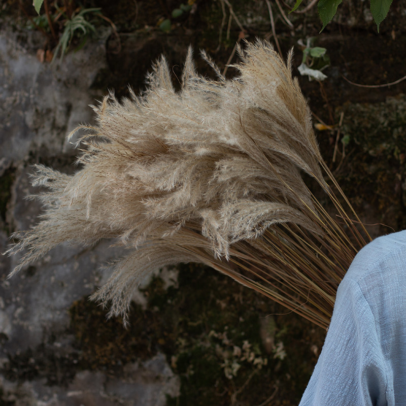 野生芦苇干花家居民装饰摆设橱窗婚庆舞台场景干花