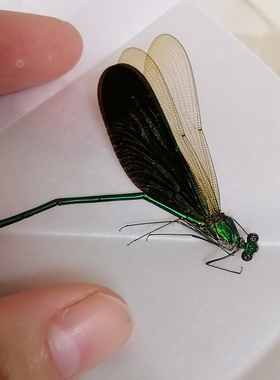 华艳色蟌豆娘蜻蜓标本昆虫标本