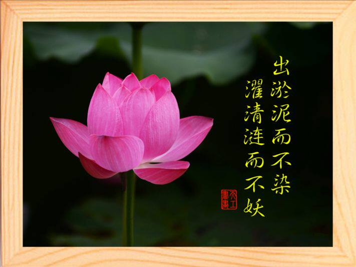 营养书画进口实木框画摆件出淤泥而不染濯清不妖5款现代装饰画