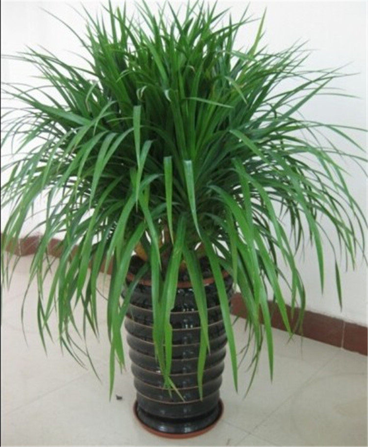 明月居家盆栽龙须树龙血树龙铁树室内客厅大型绿植