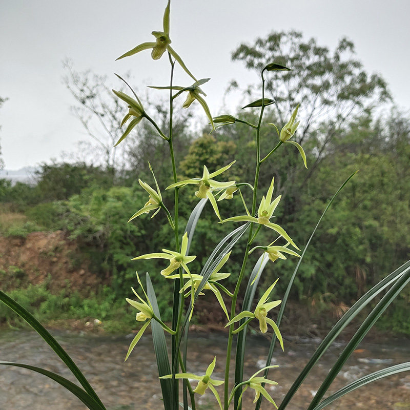 翁源兰花寒兰素心开花浓香耐寒好养四季兰墨花卉