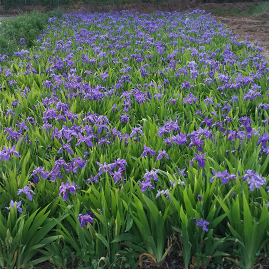 蓝蝴蝶鸢尾中国蓝花冬根宿根草花庭院花园阳台宿根