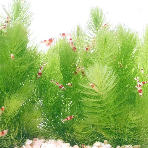 净水水绿淡水活体后景金鱼藻叶后景水下装饰造景水草