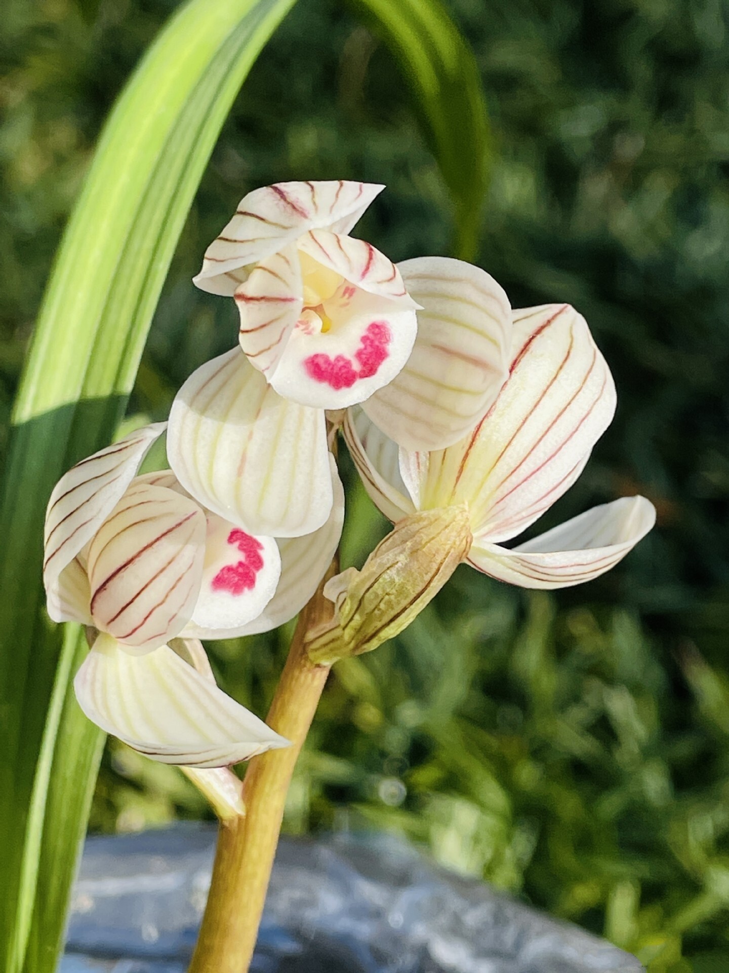 当年开花花名品兰花苗盆栽莲瓣兰荷之冠浓香时令草本花卉