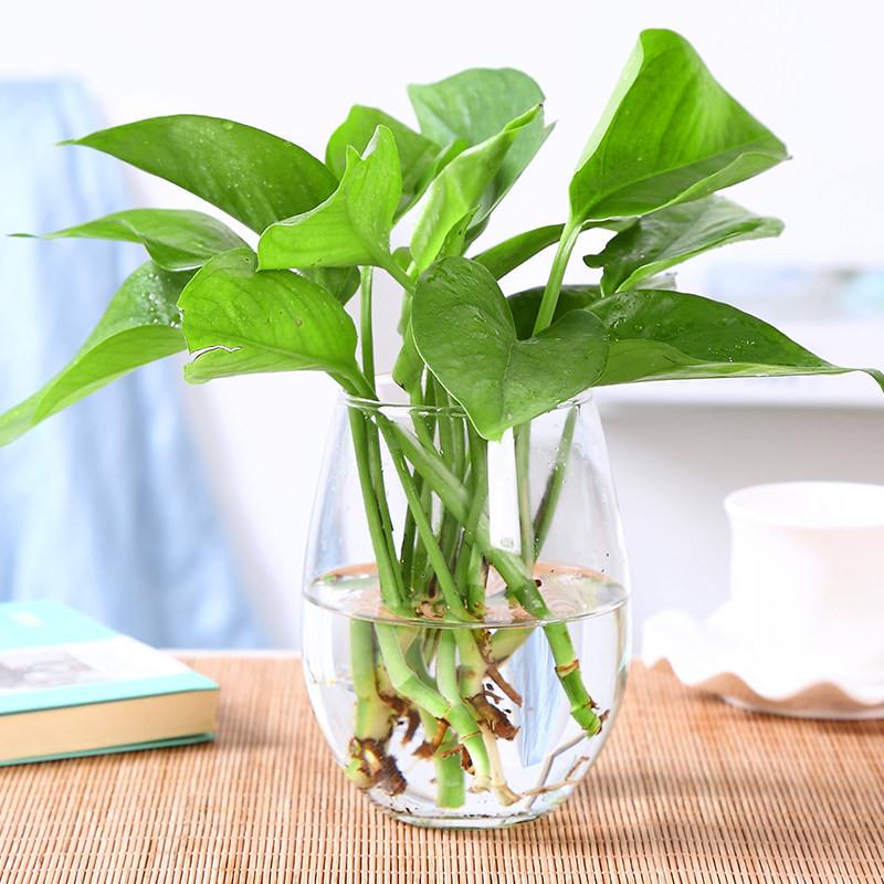 四季水培植物绿箩室内吊兰盆栽花卉绿植水养包含瓶吸甲醛净化空气