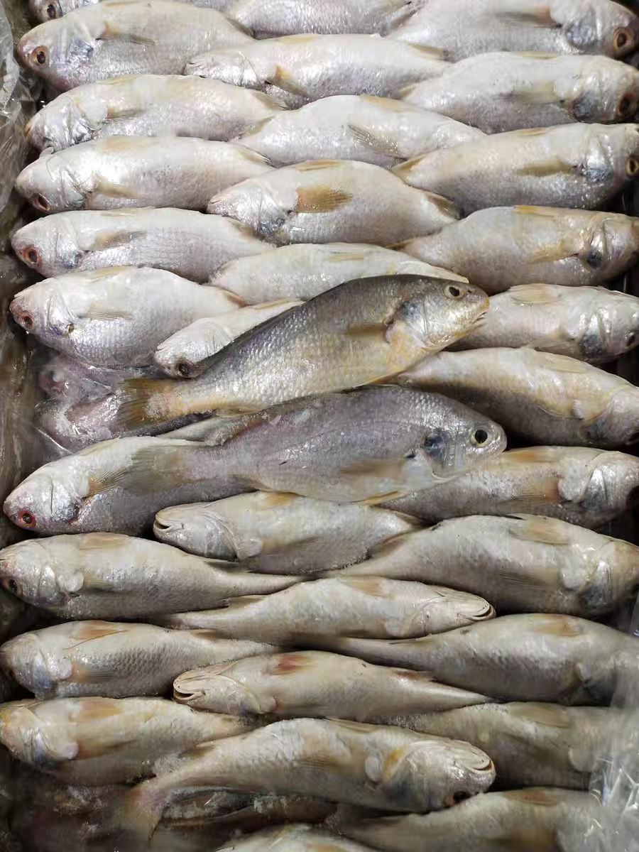 黄姑鱼食堂45条20斤餐食快餐新鲜黄鱼白黄鱼黄菇鱼黄鱼