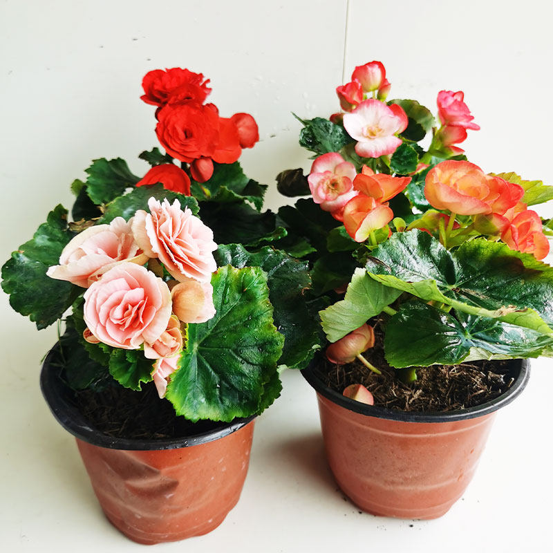 海棠盆栽丽格小苗海棠花花苗四季庭院办公桌观花花卉