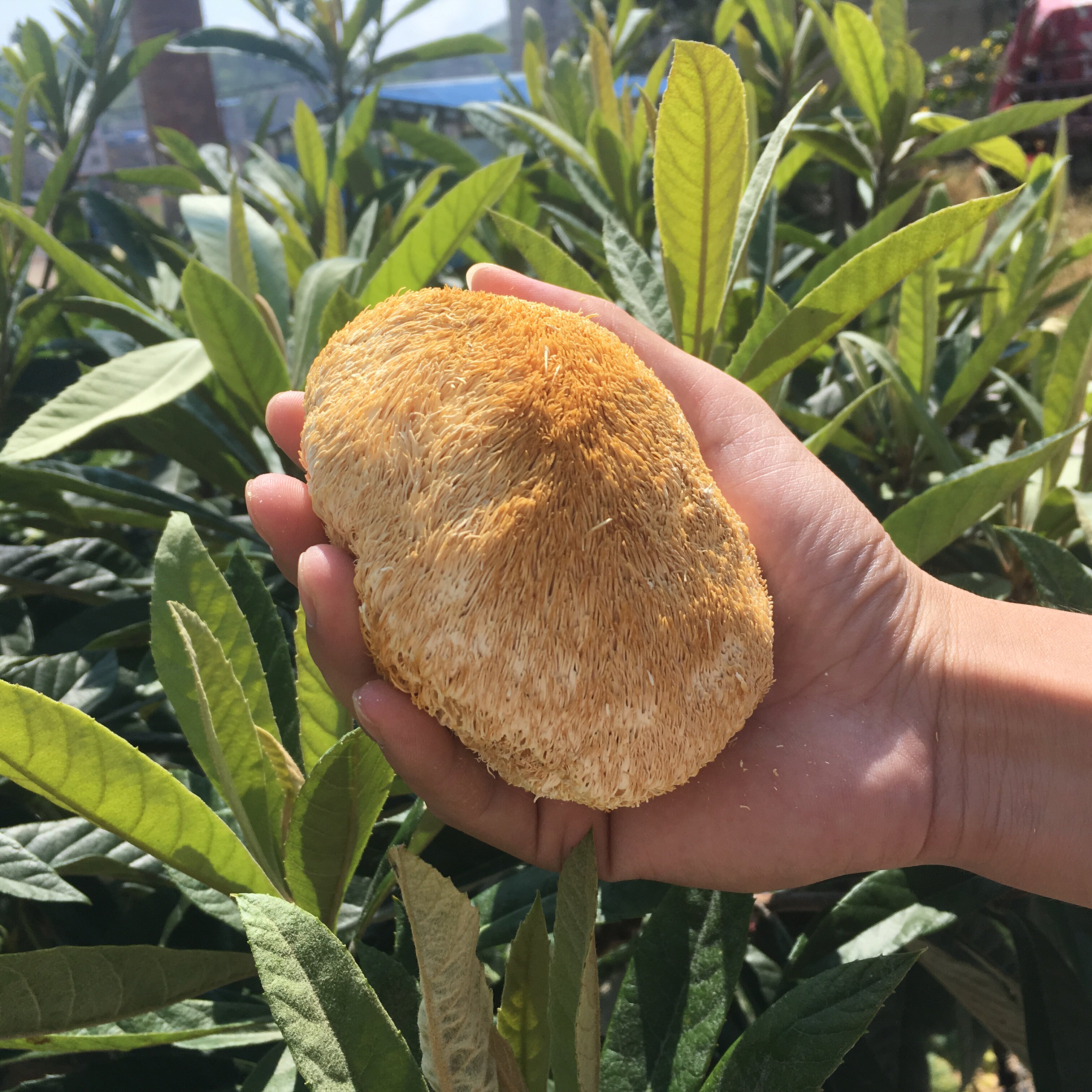 特大特级猴头菇姑菌类干货500g天然猴头茹营养粉非野生东北长白山