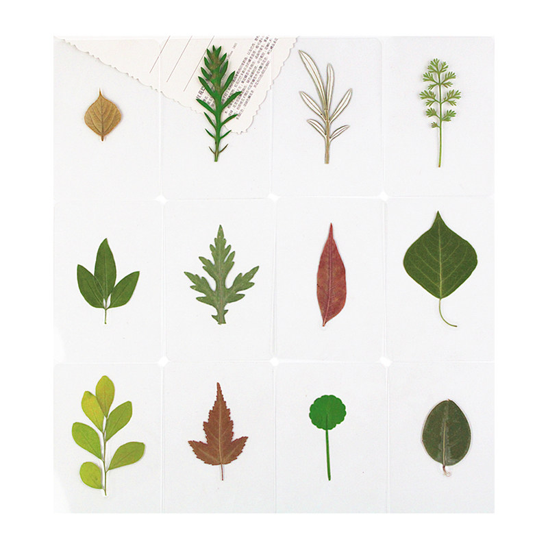 书签签过植物标本树叶塑封干花银杏叶书签叶子书签