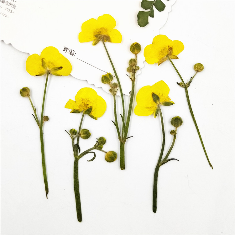 带枝毛押花贴脸干花压花装饰树叶植物标本幼儿园干花