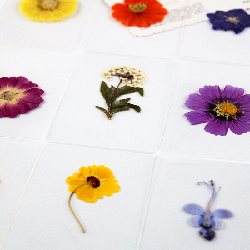 干花书签押花塑封植物标本过塑认识书签