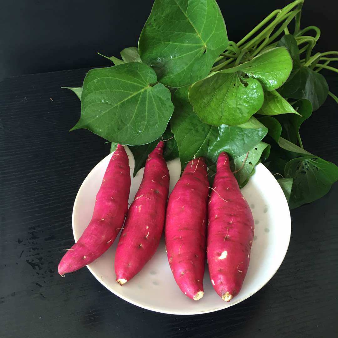 临安天目正宗黄心小香薯 农家新鲜小红薯板栗薯 大号地瓜五斤包邮