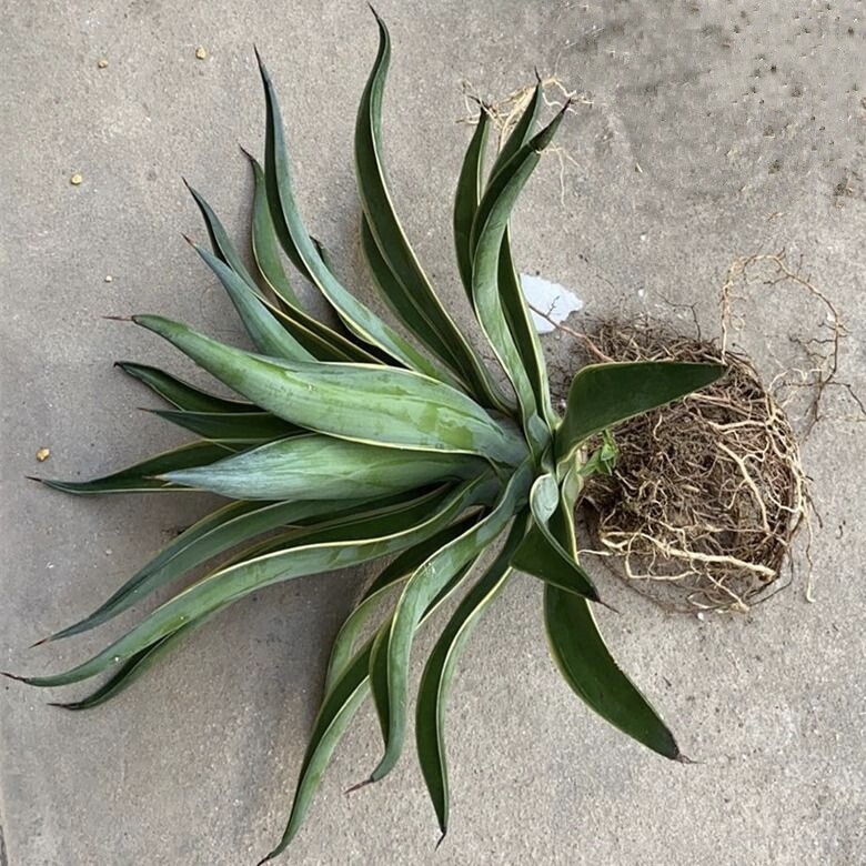 金边龙舌盆栽多肉植物虎皮绿植花卉超好防辐射多肉植物