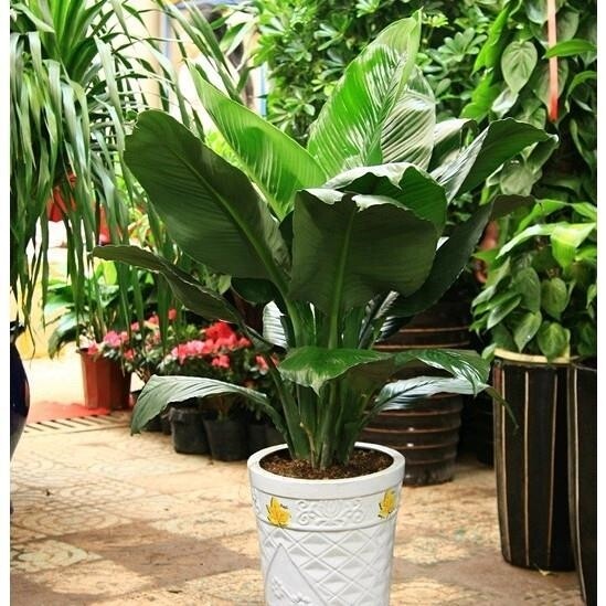 绿巨人盆栽室内客厅大型盆景植物绿植花卉甲醛绿植