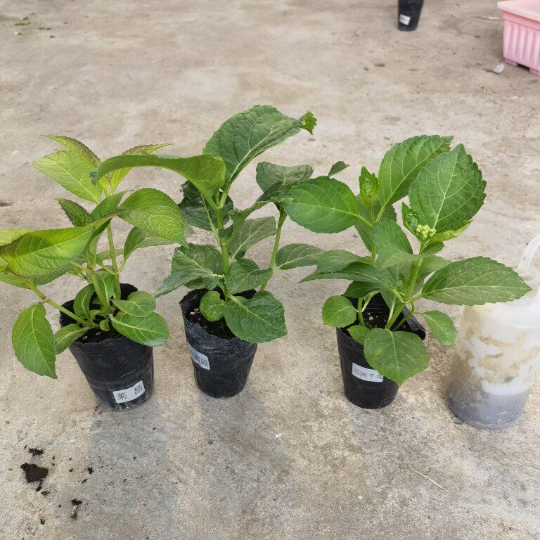 绣球现货魔幻小丑新品日本进口波浪白边复色时令草本花卉