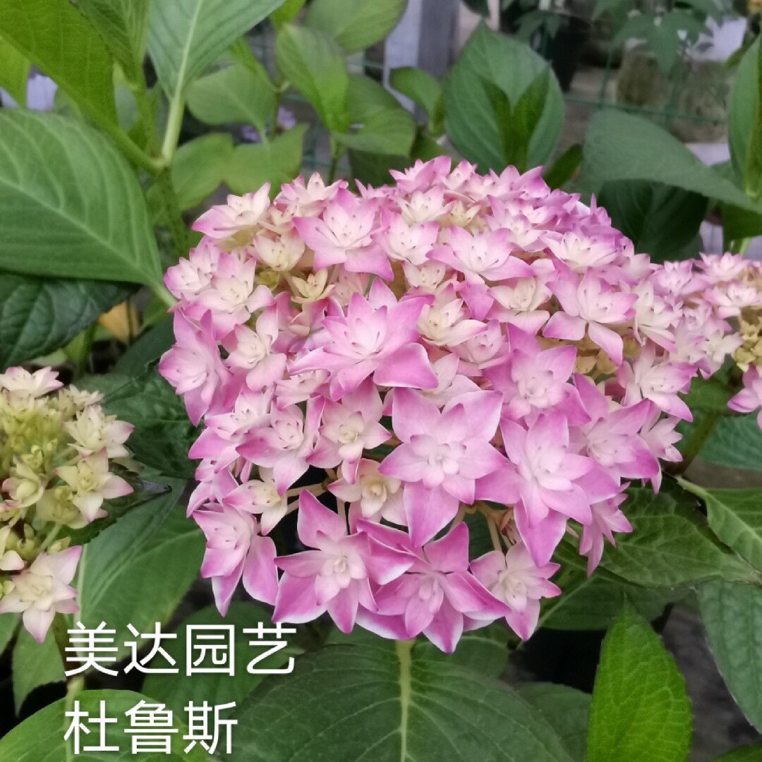 进口鲁斯链接单品上架新上架杜鲁斯新品大花苗绣球花卉