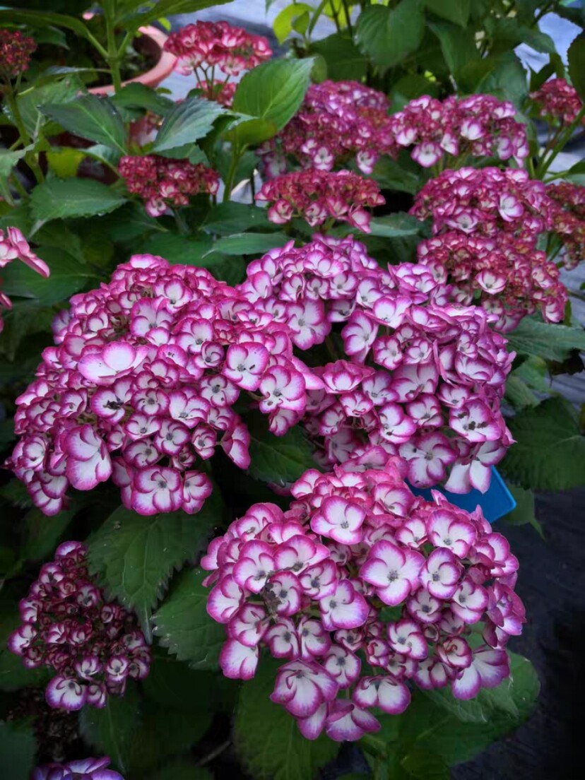 美加仙气中大1加仑新品大美佳盆栽花苗绣球品大时令草本花卉