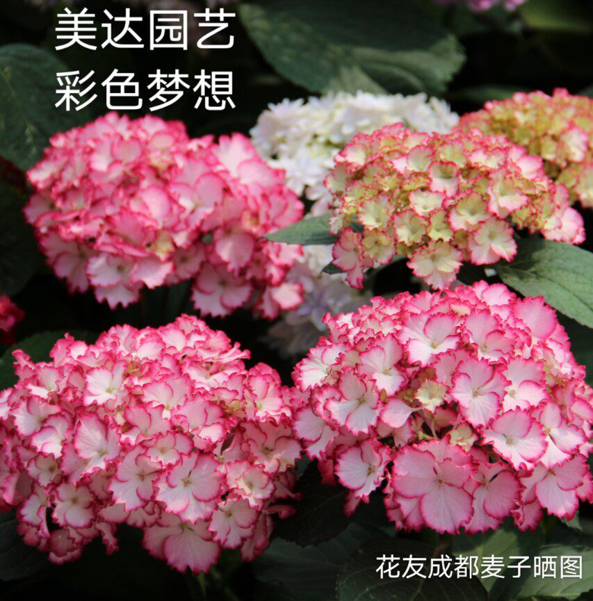 进口彩色1加仑性感女神彩梦julia梦想花苗新品大绣球时令草本花卉