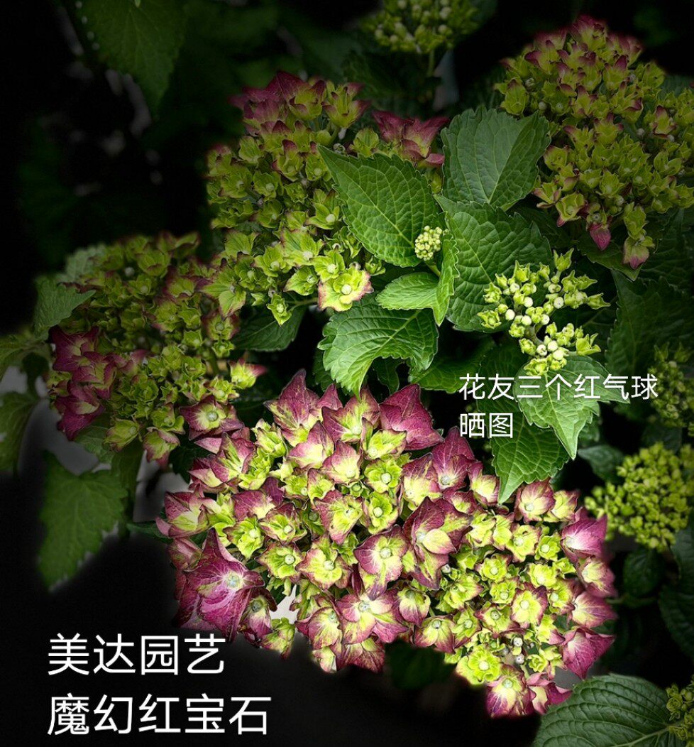 进口链接单品上架新上架花苗红宝石魔幻新品大绣球花卉