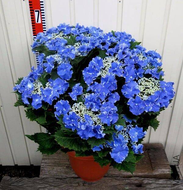 进口绣球花苗扦插小苗星空新上架上架单品链接时令草本花卉