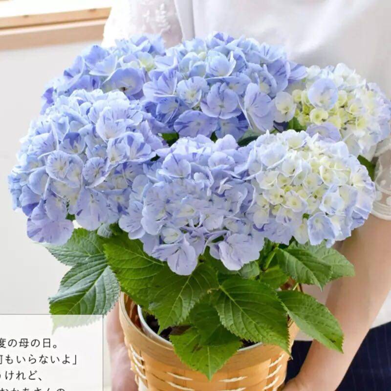 绣球新品进口花苗鲜溅条纹大花新上架上架单品时令草本花卉