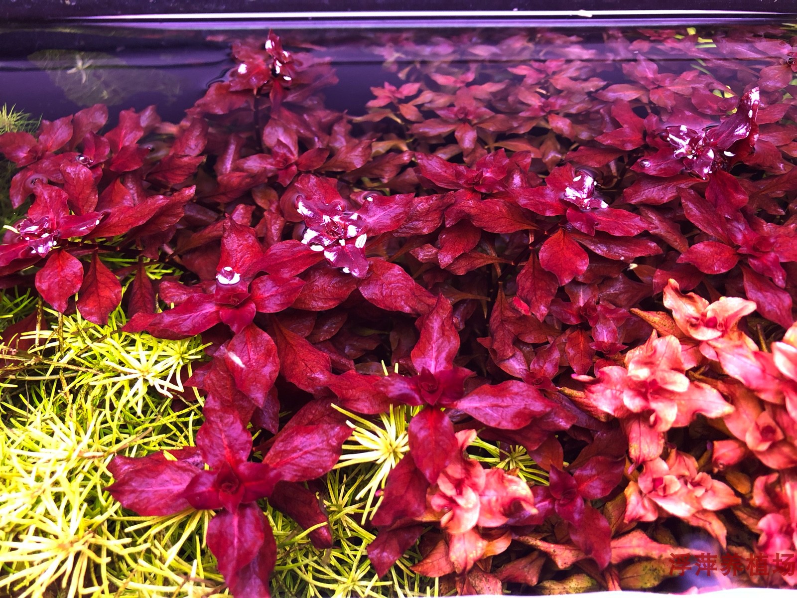 水草紫丁香定植丁香100玩家自养水下懒人草包水草