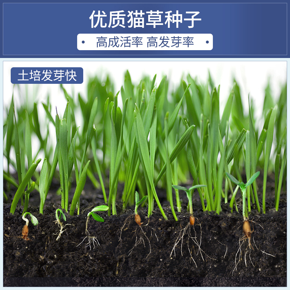 猫草种子水培盒盆栽草种种籽土壤种植懒人猫薄荷猫咪特色零食