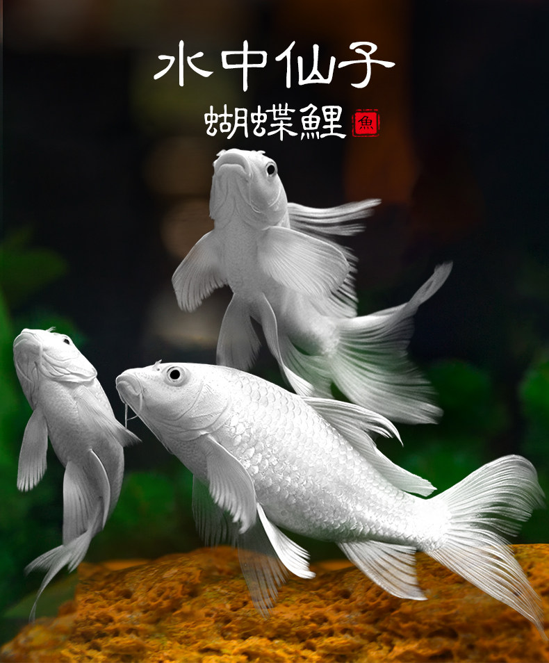 蝴蝶鲤鱼活体观赏鱼球体短身贵妃龙鲤纯种大尾鱼