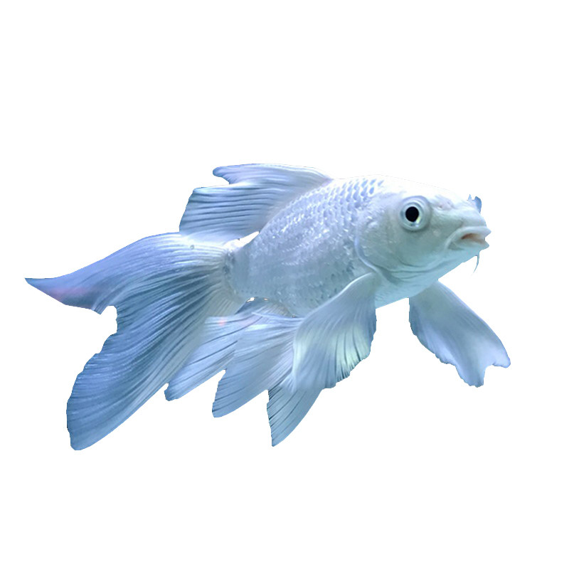 蝴蝶鲤鱼活体观赏鱼球体短身贵妃龙鲤纯种大尾鱼