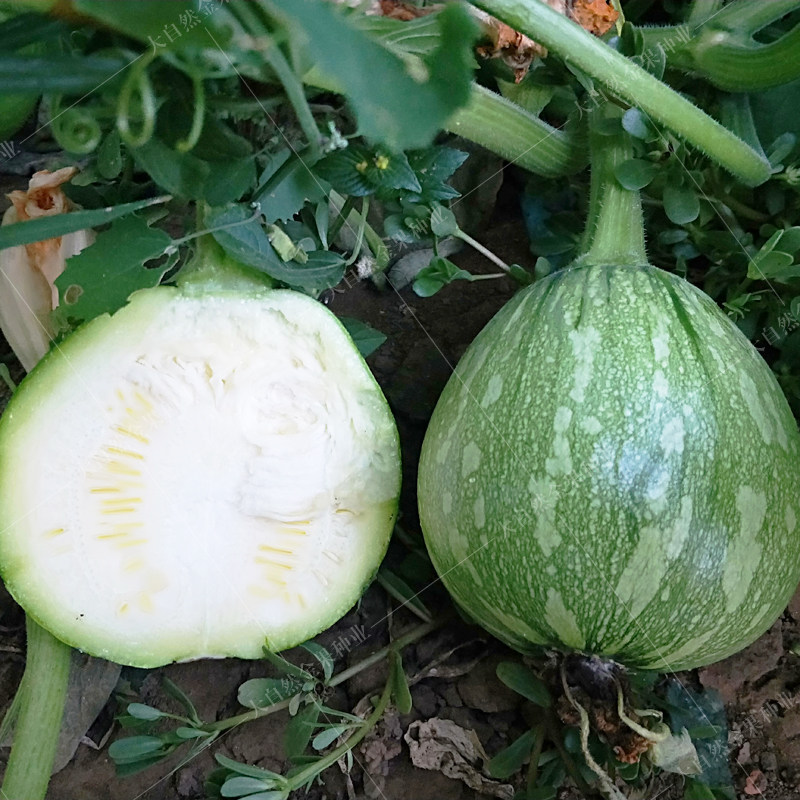 一串铃嫩南瓜种子菜用小南瓜西葫芦早熟春夏夏秋季家庭园艺种子