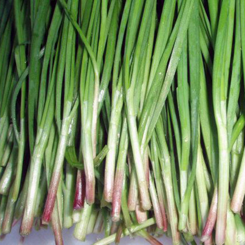 独根红韭菜种子紫根红根韭菜籽多年生蔬菜种孑收多次阳台盆栽四季