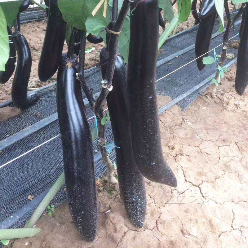 黑长茄种子改良大龙茄子种籽紫黑色春秋四季菜园大棚阳台蔬菜种孑