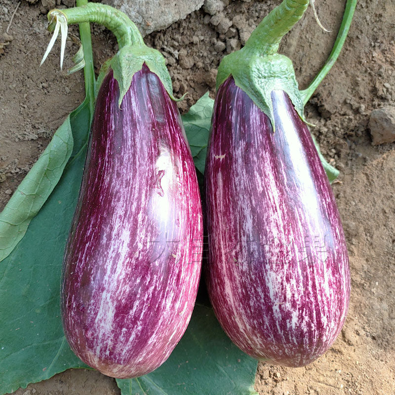 种籽菜种花茄种子泰国彩茄紫白茄子四季阳台家庭园艺种子