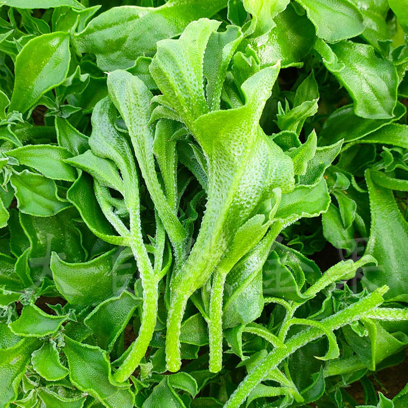 水晶阳台孑包菜种蔬菜菜籽青菜盆栽四季冰菜家庭园艺种子