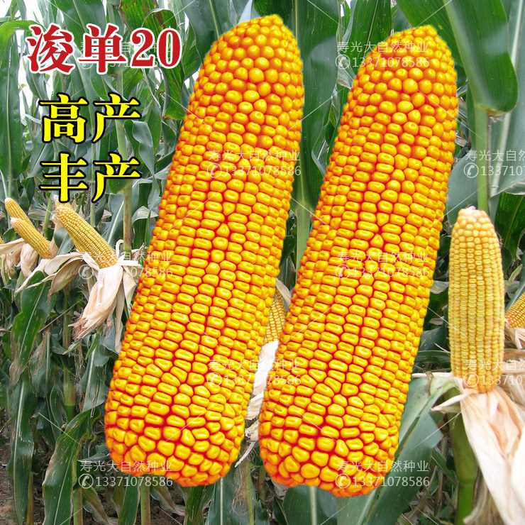 大田青贮饲料玉米种子郑单958浚单20杂交不包衣高产抗旱耐涝实验