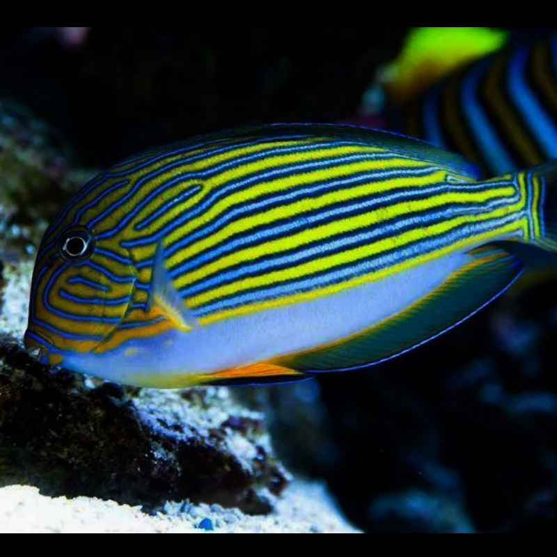 一川水族海水观赏鱼宠物纹吊鱼