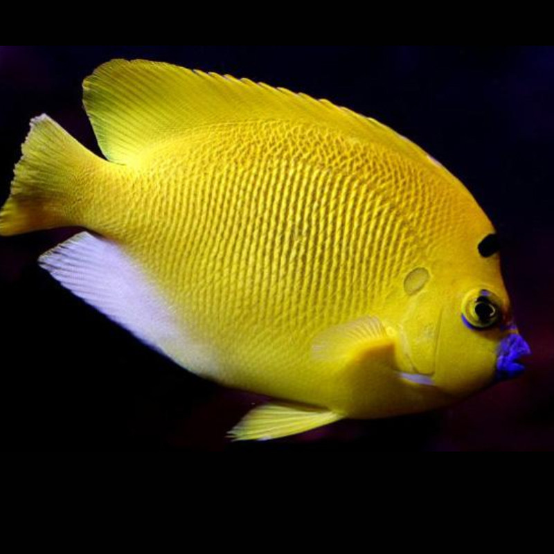 一川水族观赏活体宠物蓝嘴黄新娘新娘神仙仙鱼鱼