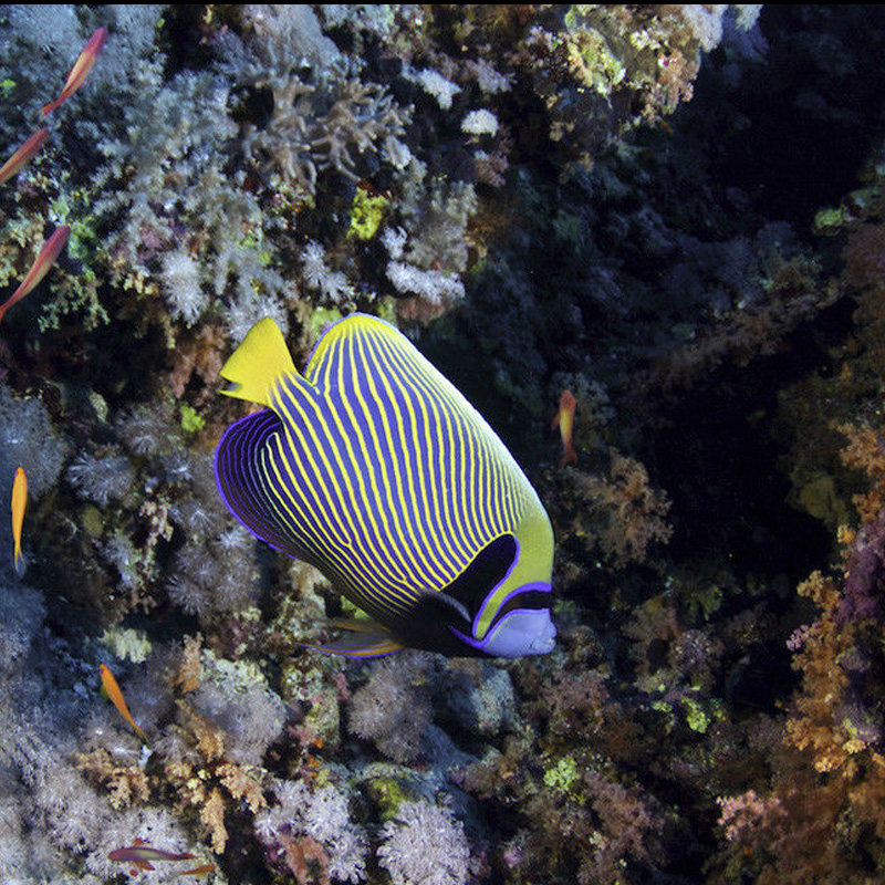 一川水族活体海水景观鱼宠物活体蓝纹神仙鱼