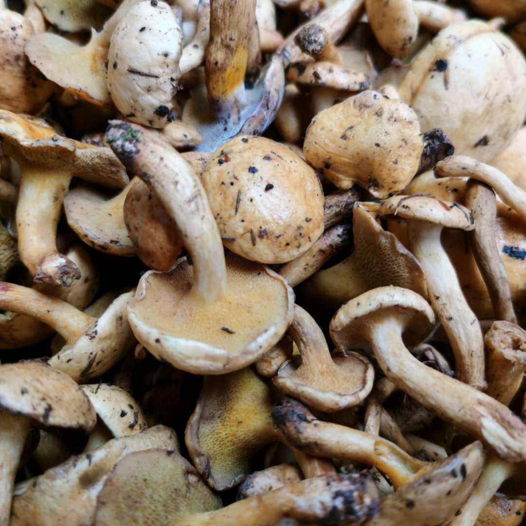 2022湖南湘西深山单品新鲜蘑菇野生滑滑菌红香菇类