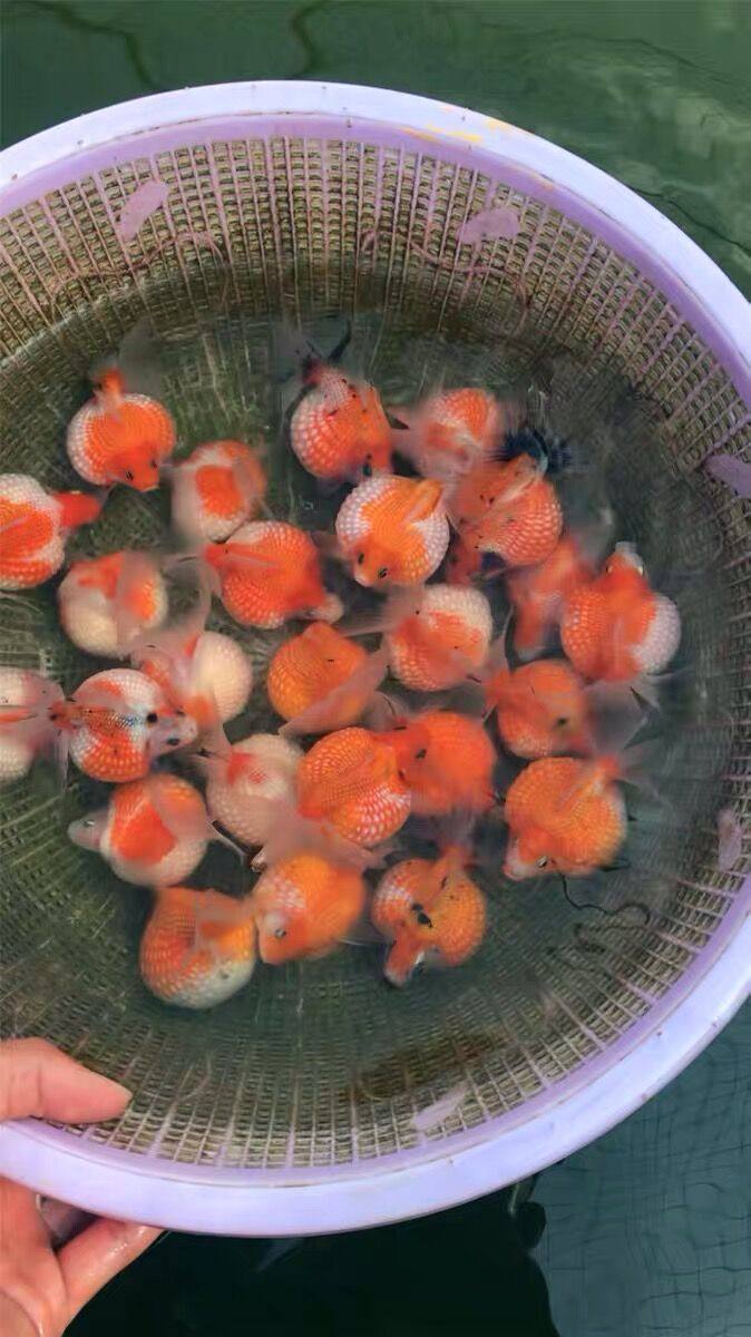 珍珠观赏金鱼活体精品鼠头冷水鱼观赏鱼兰寿鱼食鱼