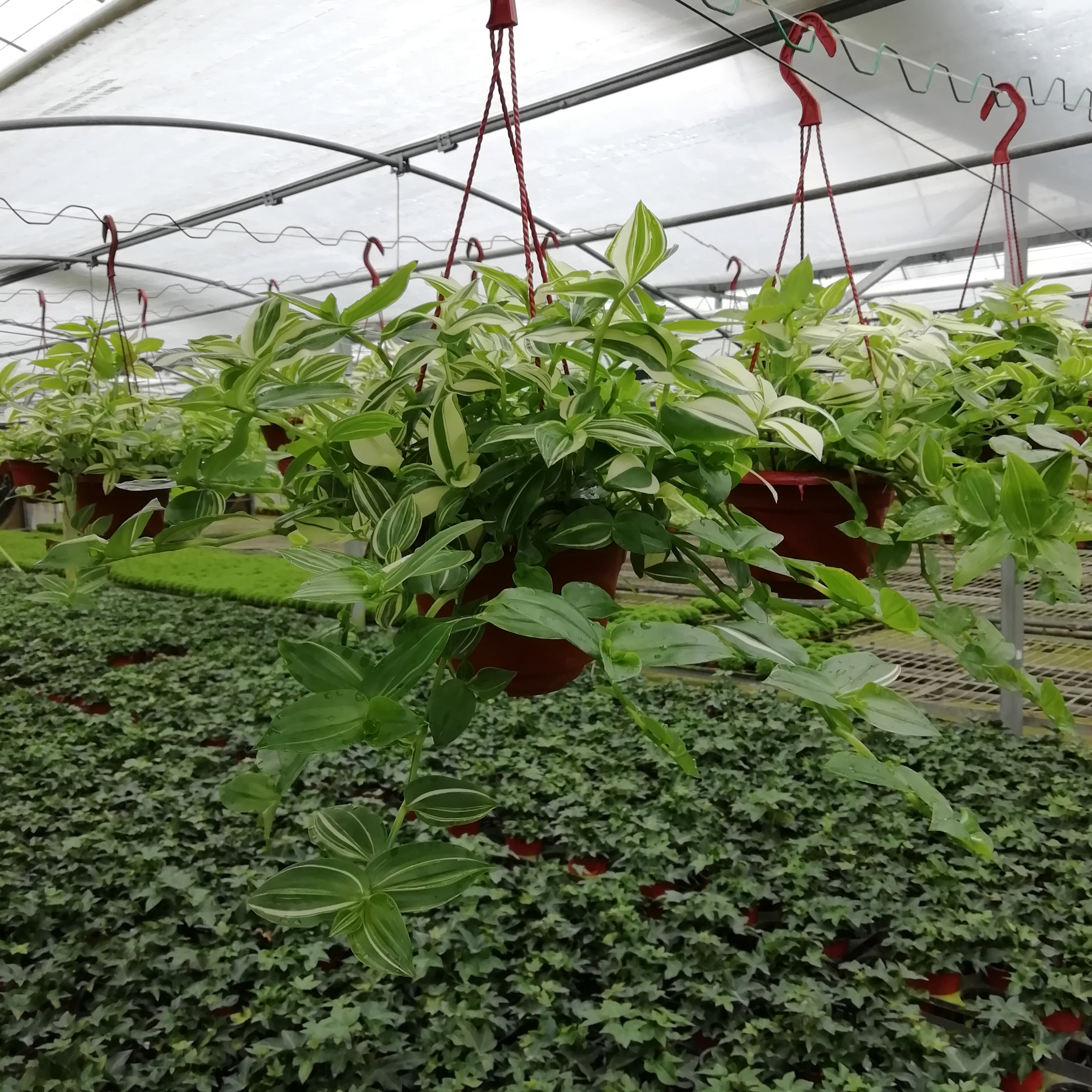 吊兰鸭舌盆栽室内窗台垂吊植物甲醛花叶兰锦绿植