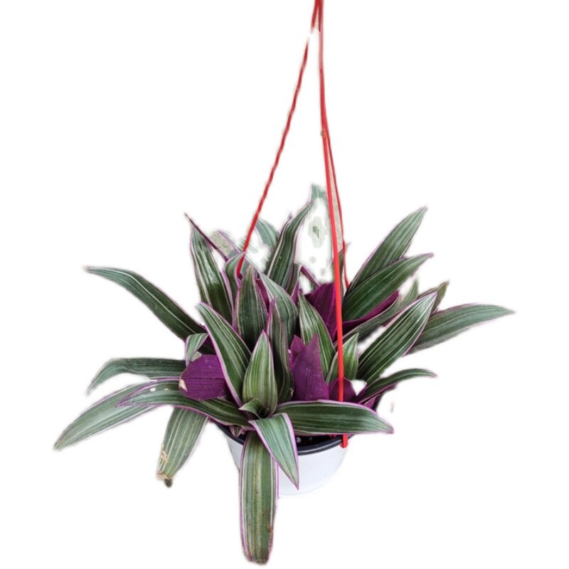 兰花彩虹室内植物叶植物阳台观花卉绿植盆栽花盆绿植