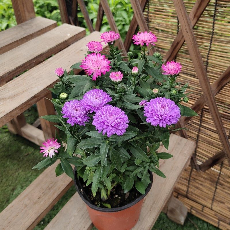 菊花翠菊花苗紫苑花盆盆栽雏菊多年生阳台花苞花卉