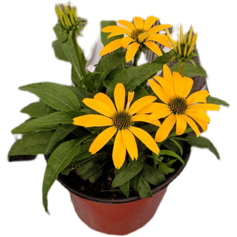 非常容易植物品种 :菊花开花季节 :春季 夏季 秋季植物类别 :球根花卉