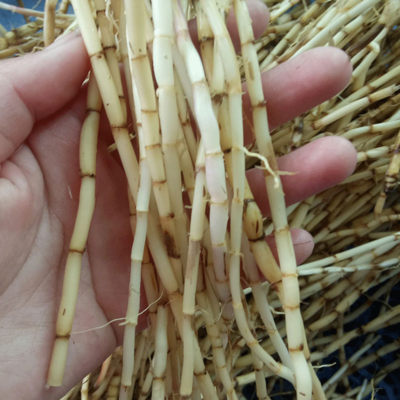 白茅根纯野野生农家现挖中药材新鲜茅根白毛500g其他药食同源食品