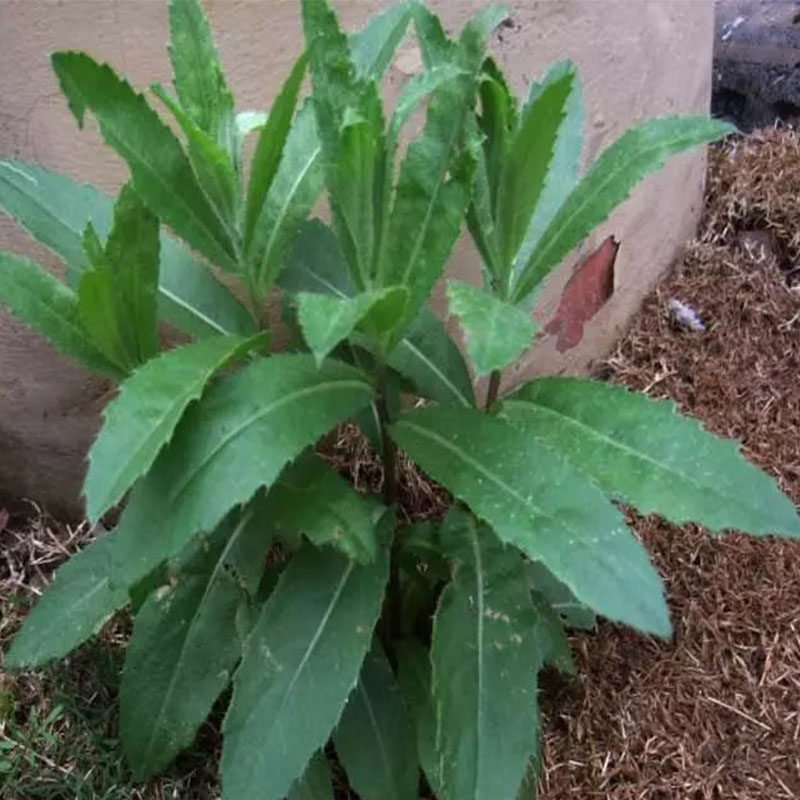 七七菜新鲜纯野生带刺菜带根带叶小蓟中药材带箱其它