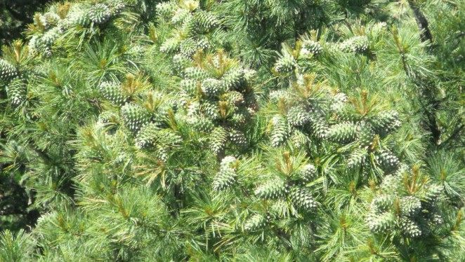 树苗坚果常青四季绿化果松松树结果松子红松观叶