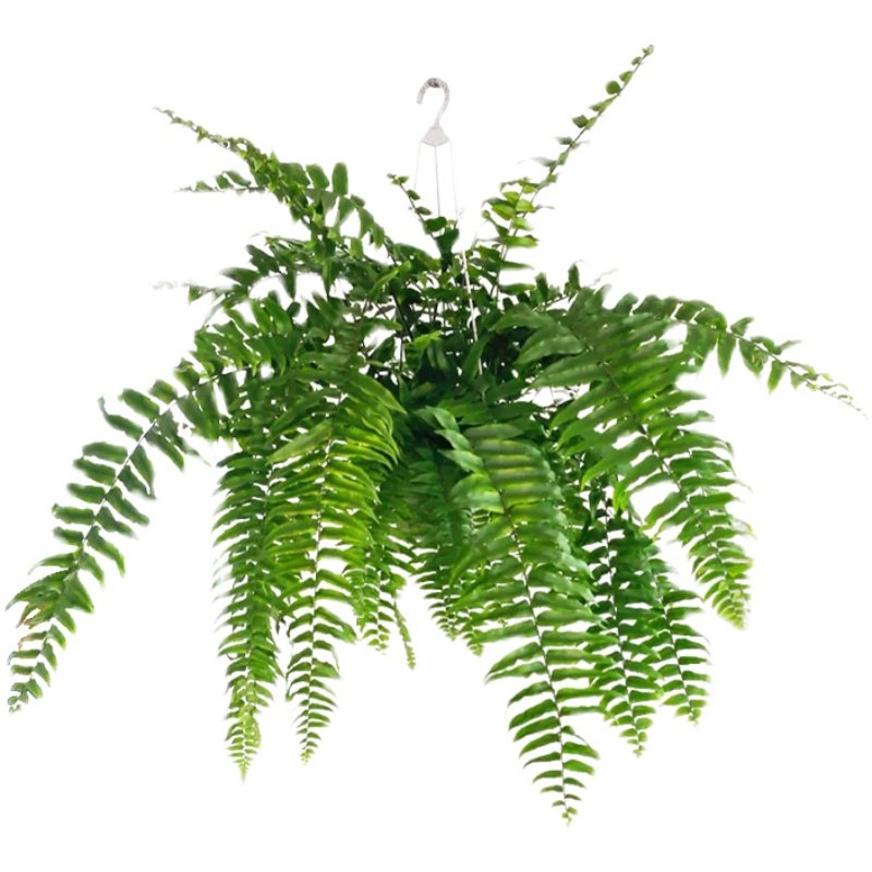 霸王蕨吊盆长叶肾蕨波斯顿大型蕨类垂吊水培植物绿植