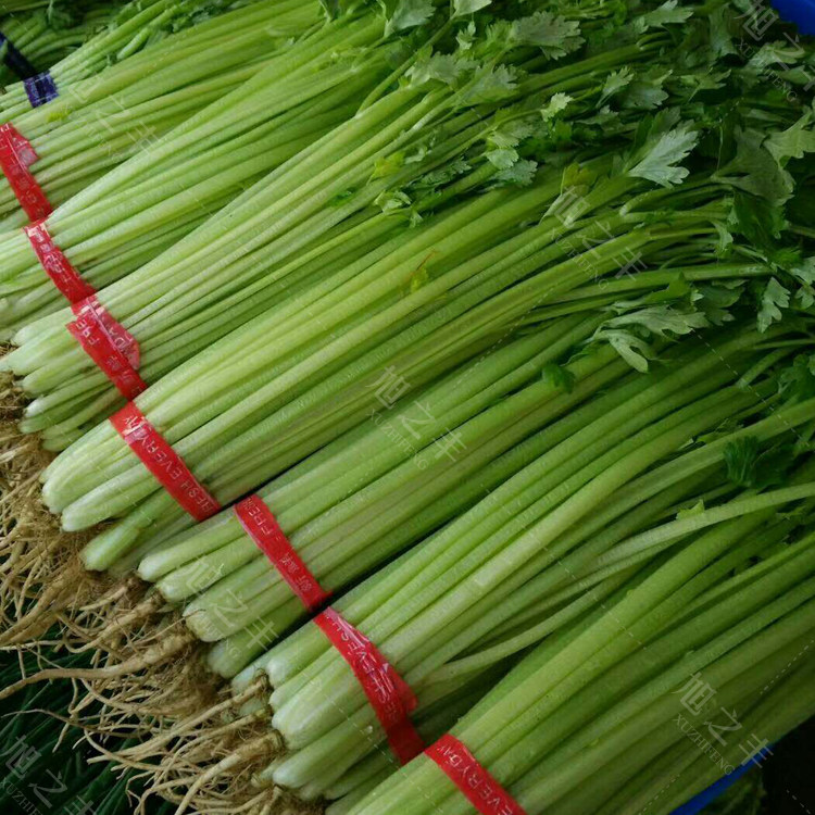 种子种籽小香香芹西芹脆嫩小芹芹菜四季盆栽家庭园艺种子