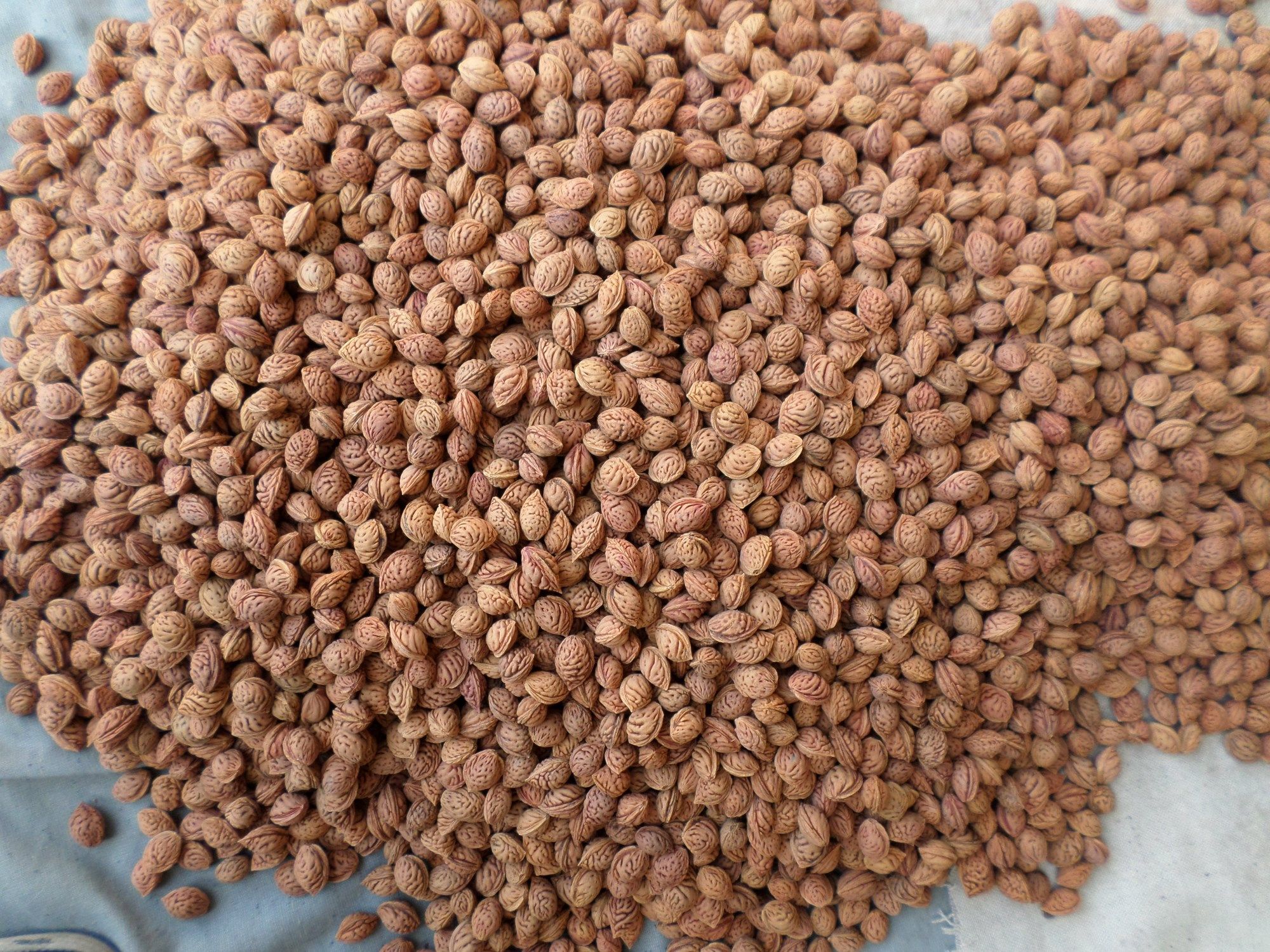 野生生毛桃核1529mm念珠手持项链挂手串工艺品雕刻佛珠